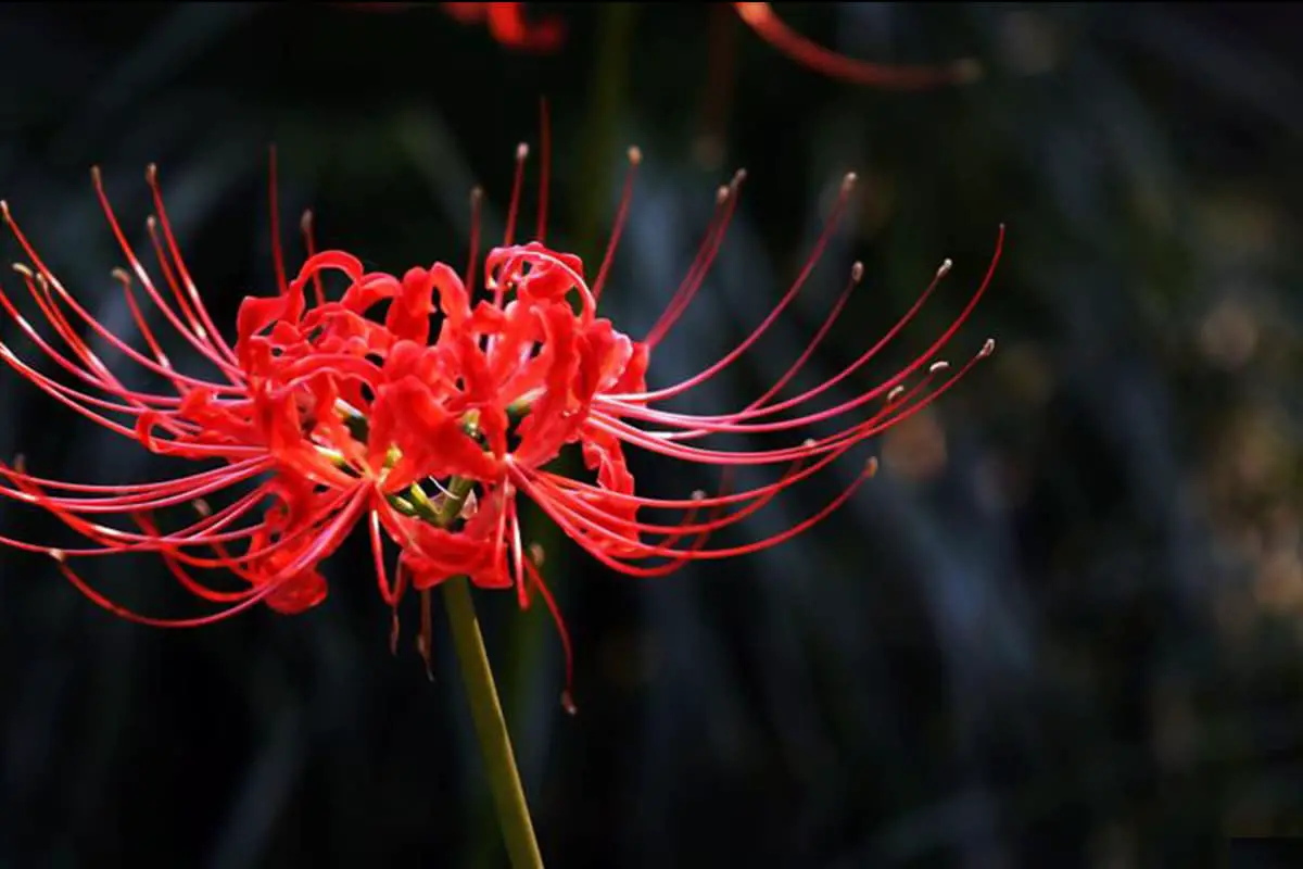 秋に咲く花