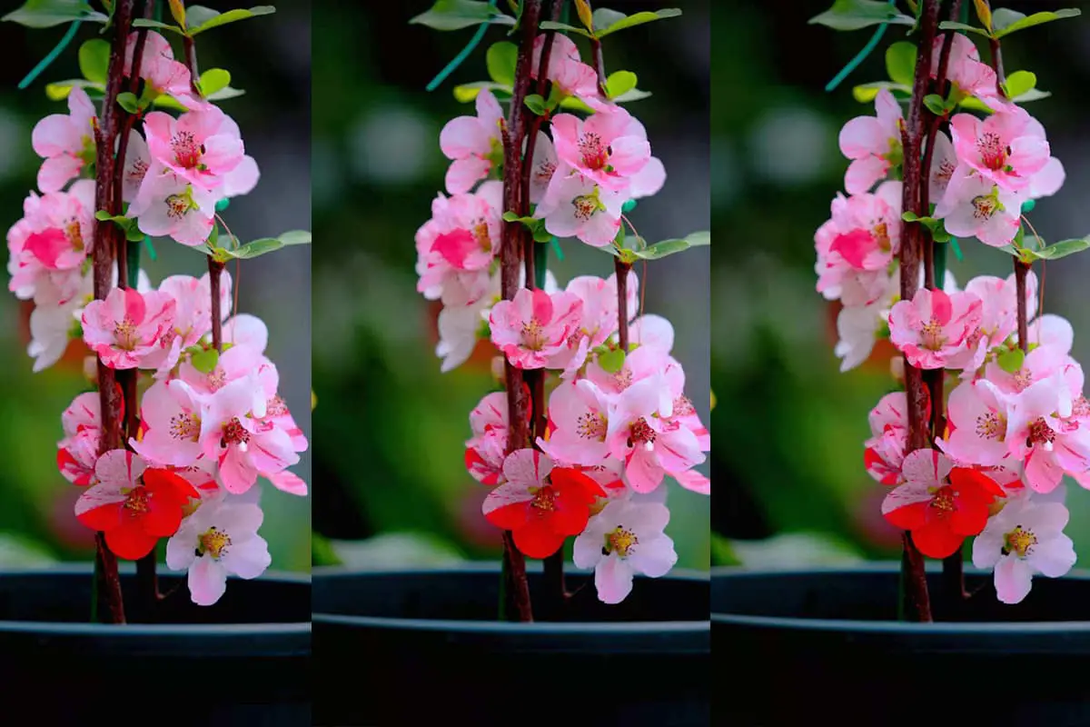 Chaenomeles japonica