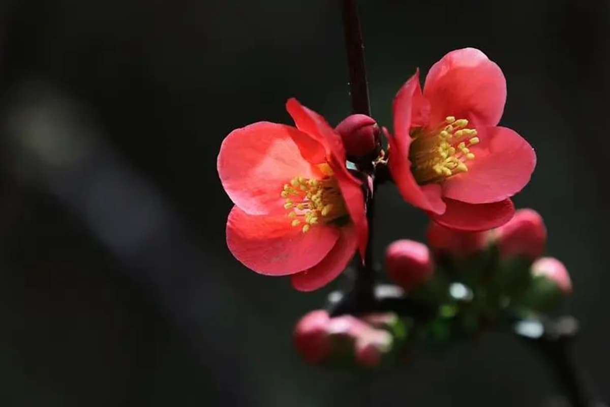 Chaenomeles speciosa