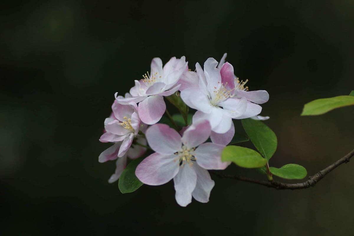 Malus micromalus Makino