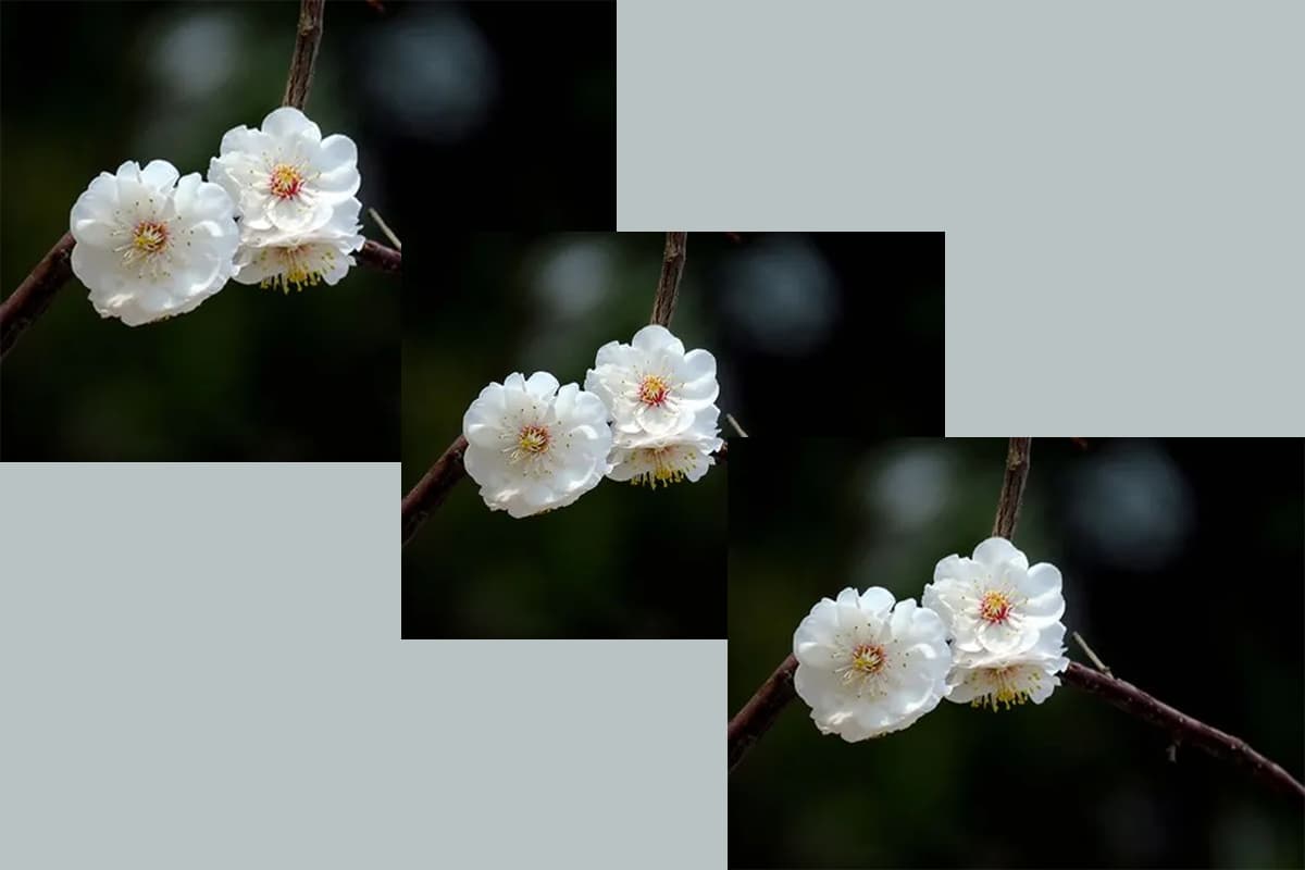Prunus mume albo-plena