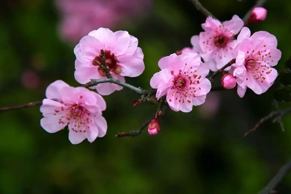 Prunus blireana 'Meiren’