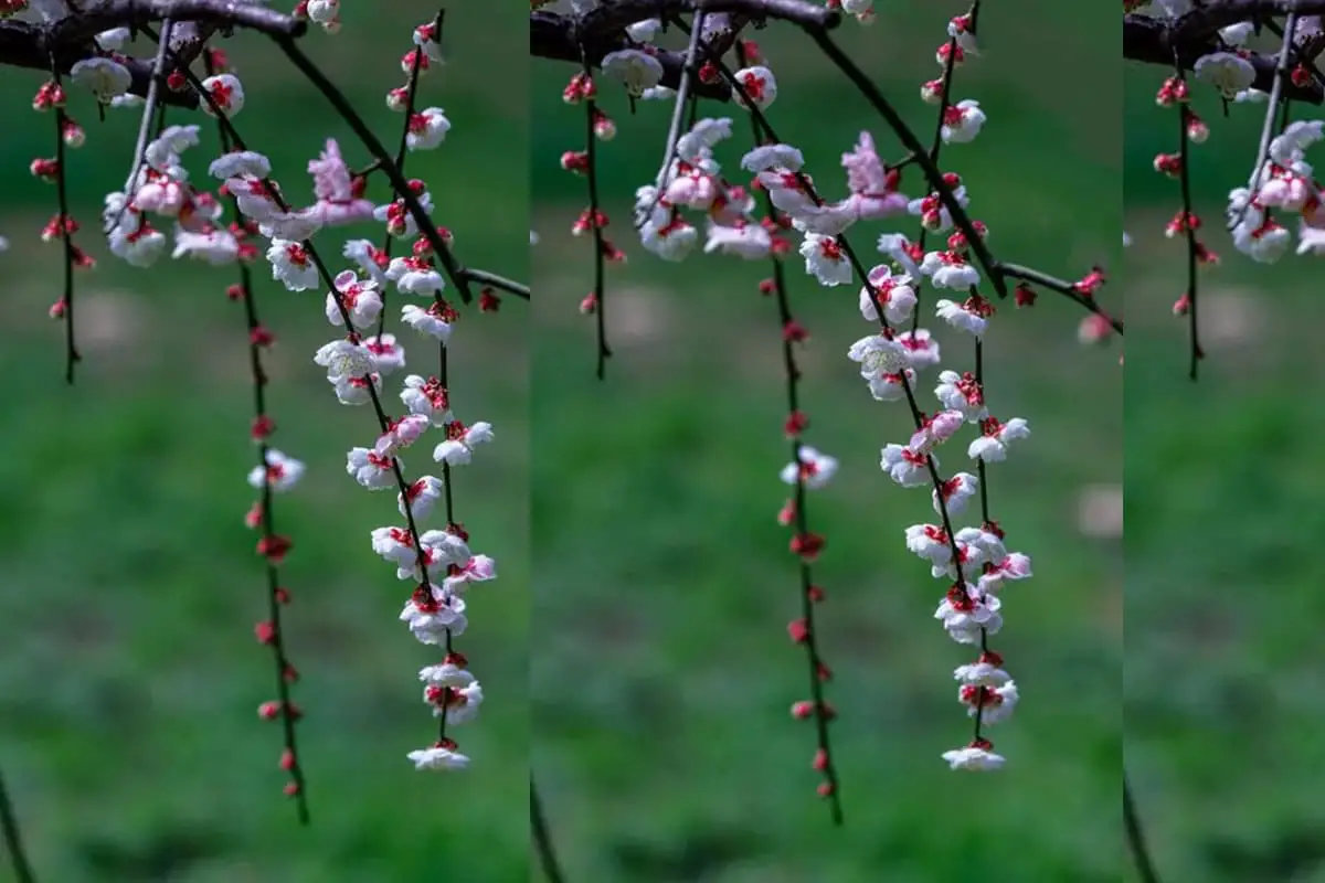 Prunus mume pendula