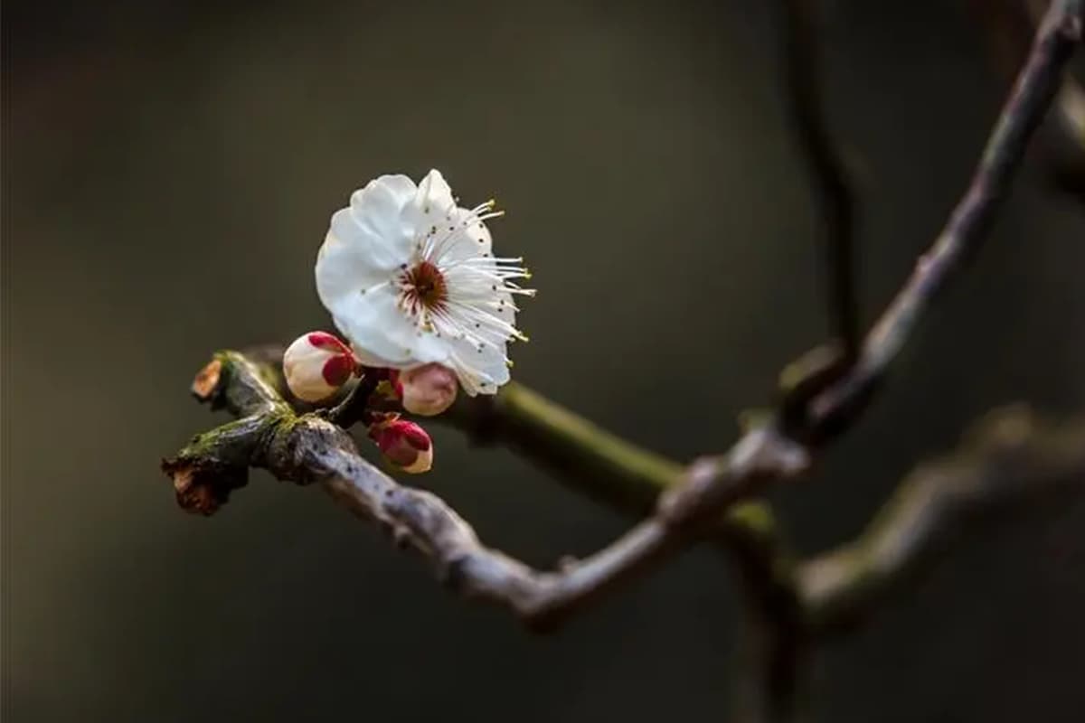 Armeniaca mume tortuosa