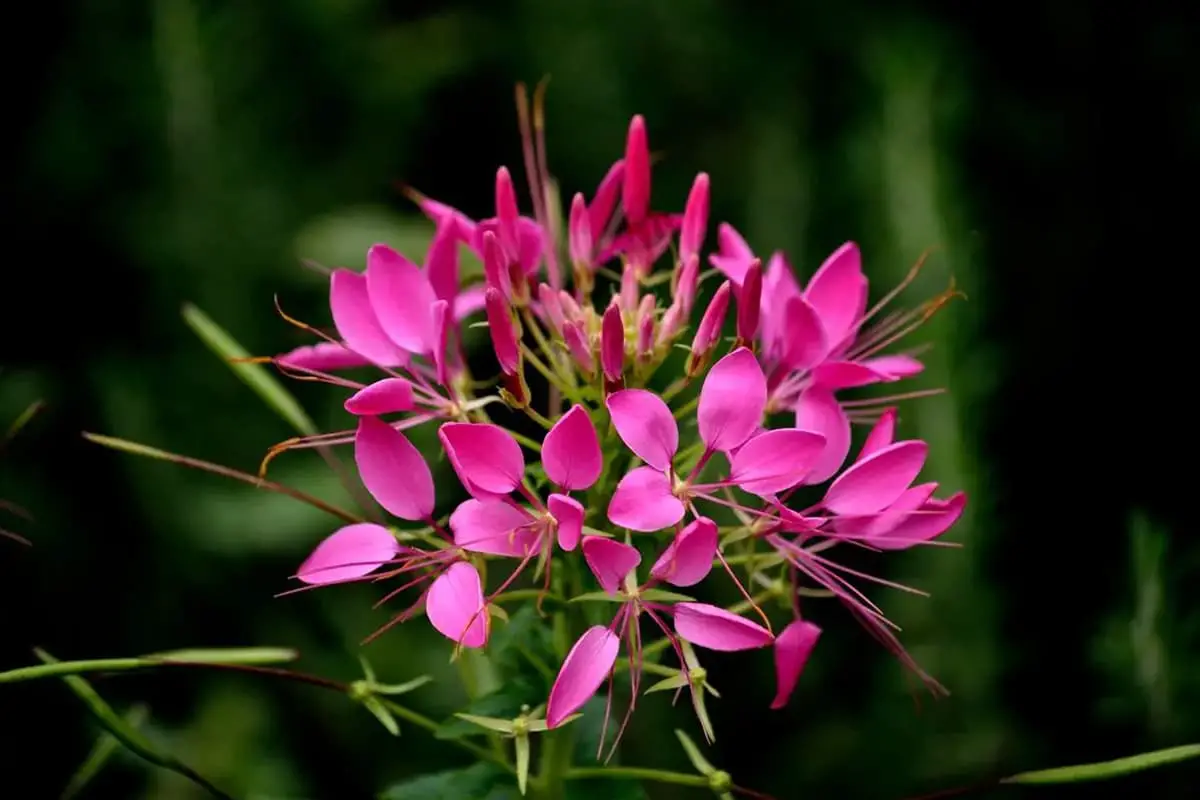 Tarenaya hassleriana
