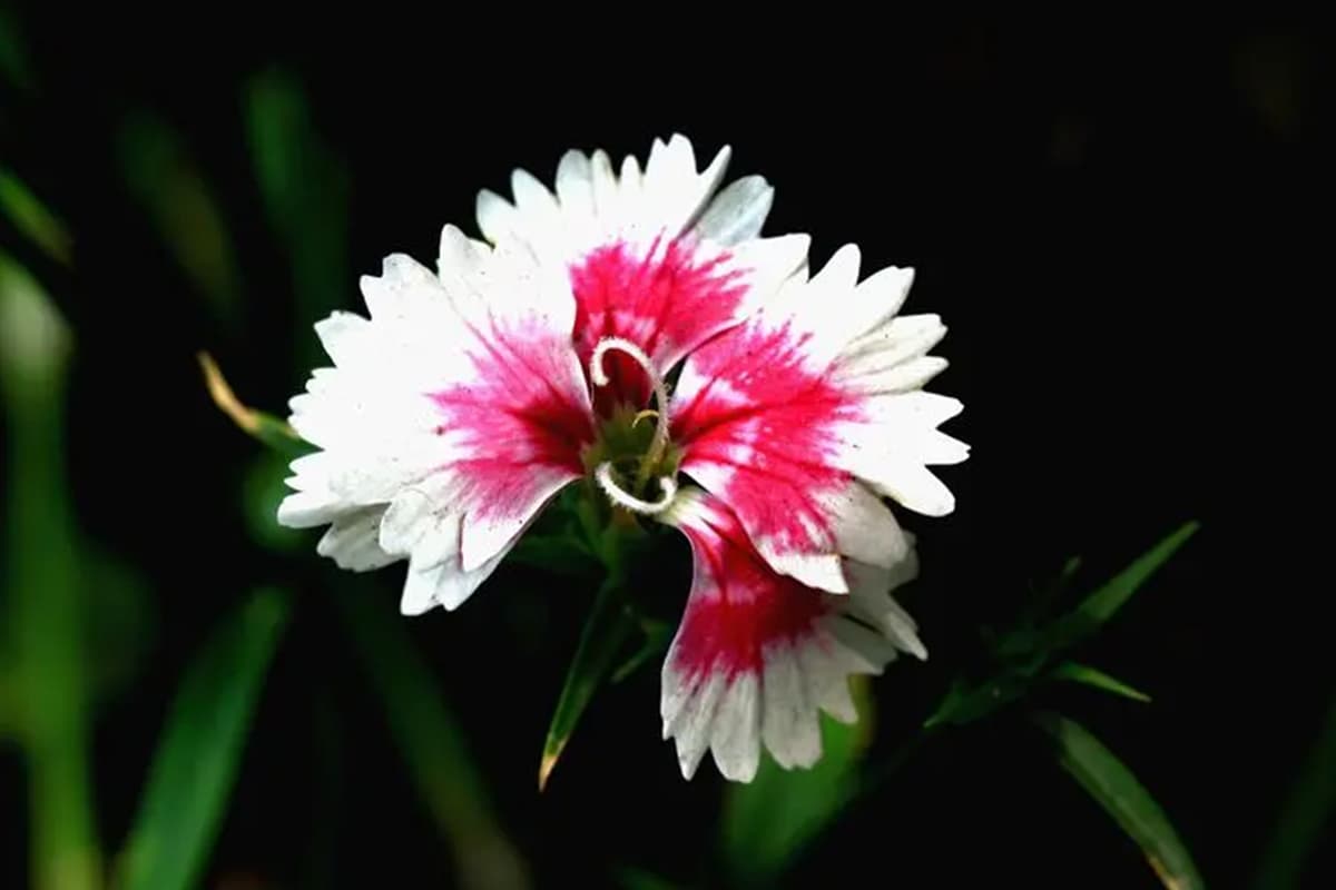 Dianthus chinensis