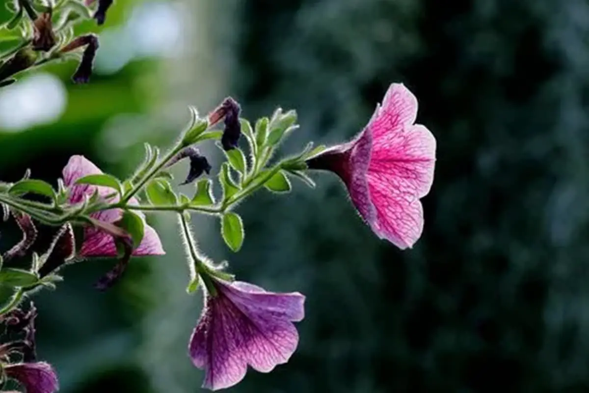 Petunia hybrida