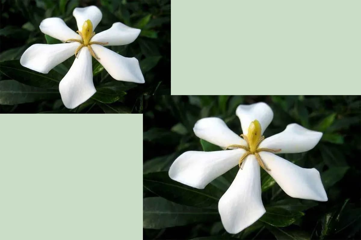 Gardenia jasminoides Ellis