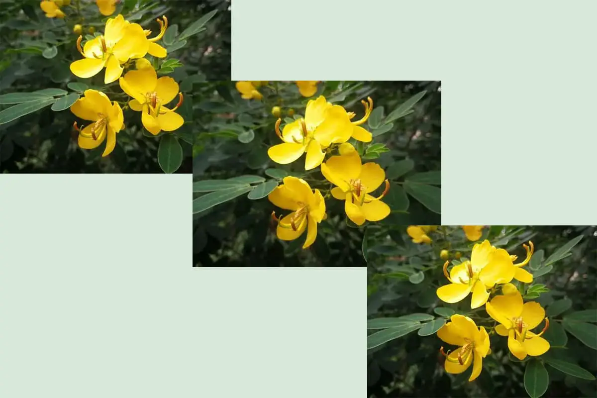Senna surattensis