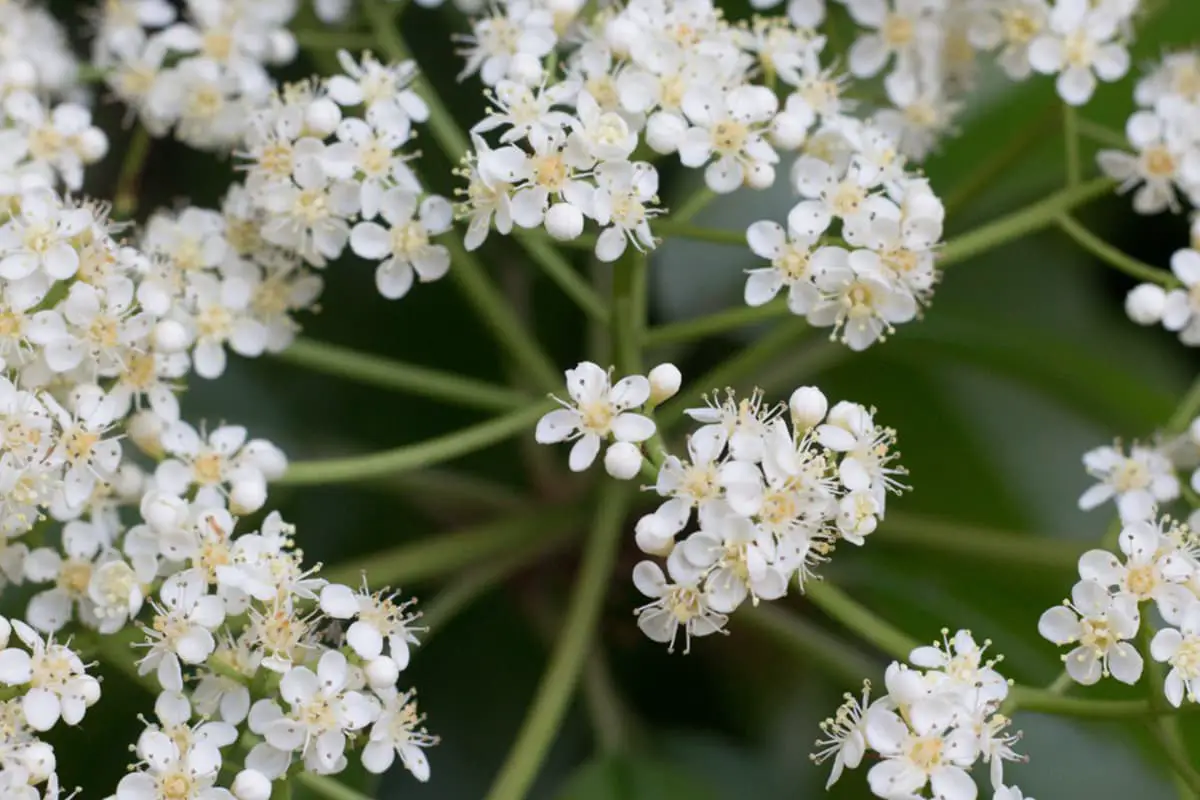 Photinia serratifolia