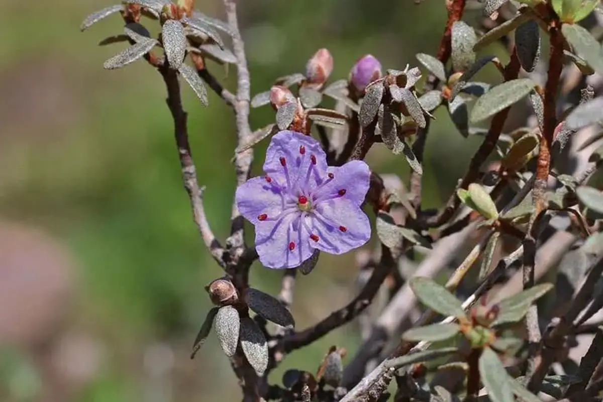 Rhododendron Russatum