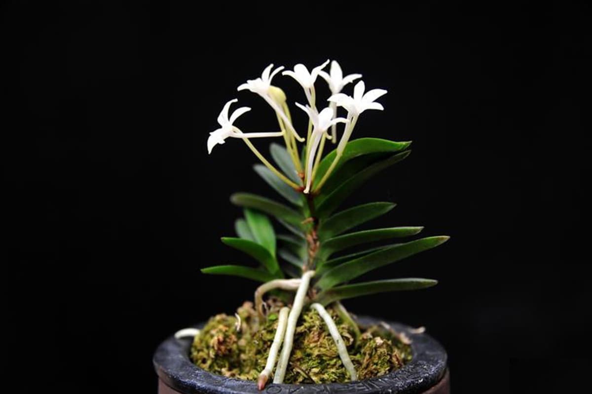 Neofinetia Falcata