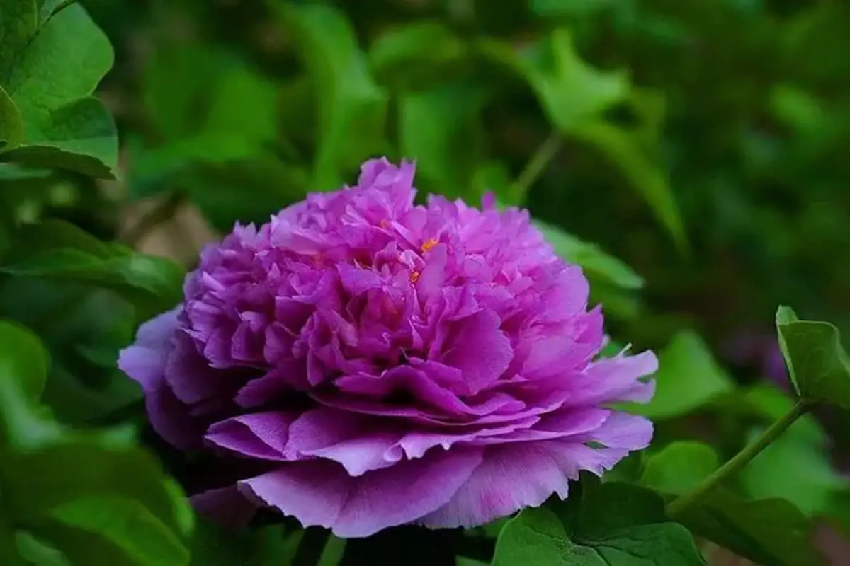 Paeonia Suffruticosa