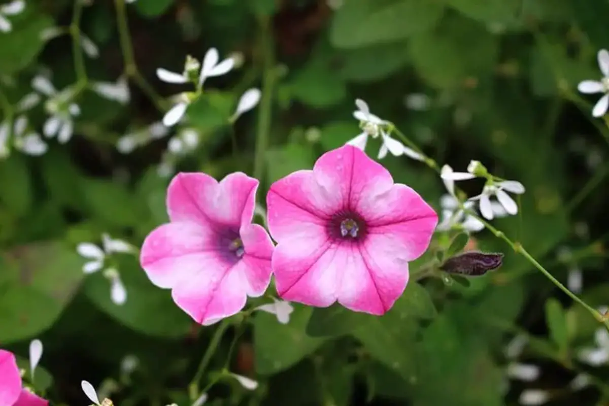 Petunia Hybrida hort. ex Vilm.