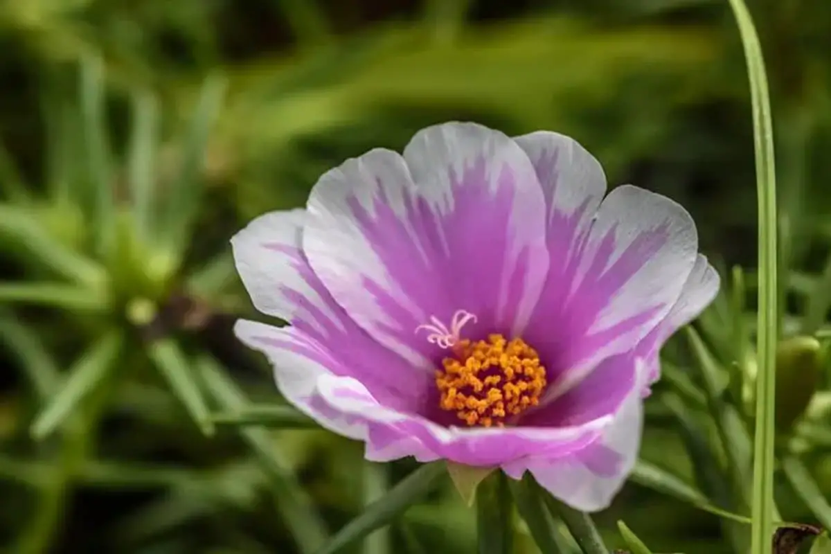 Portulaca Grandiflora