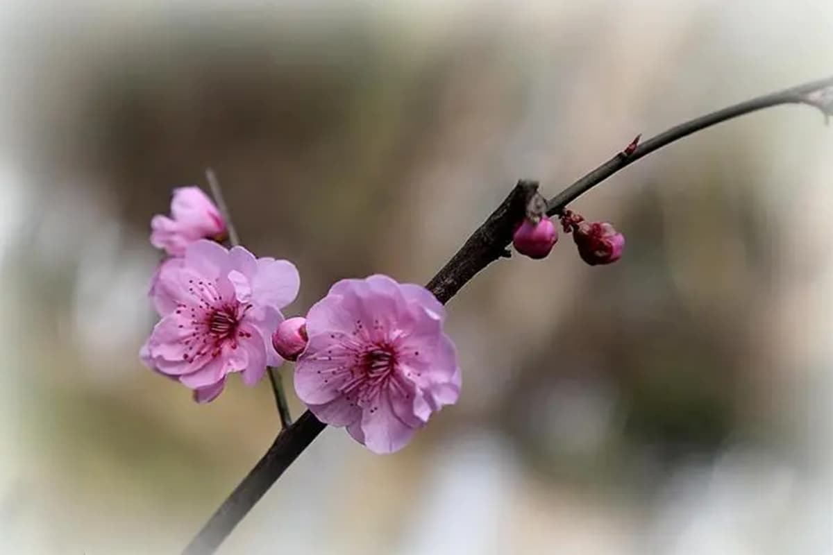 Prunus Mume