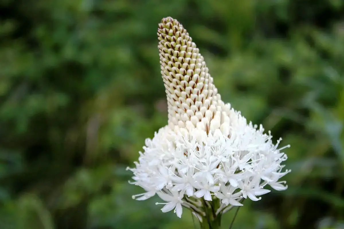 Xerophyllum