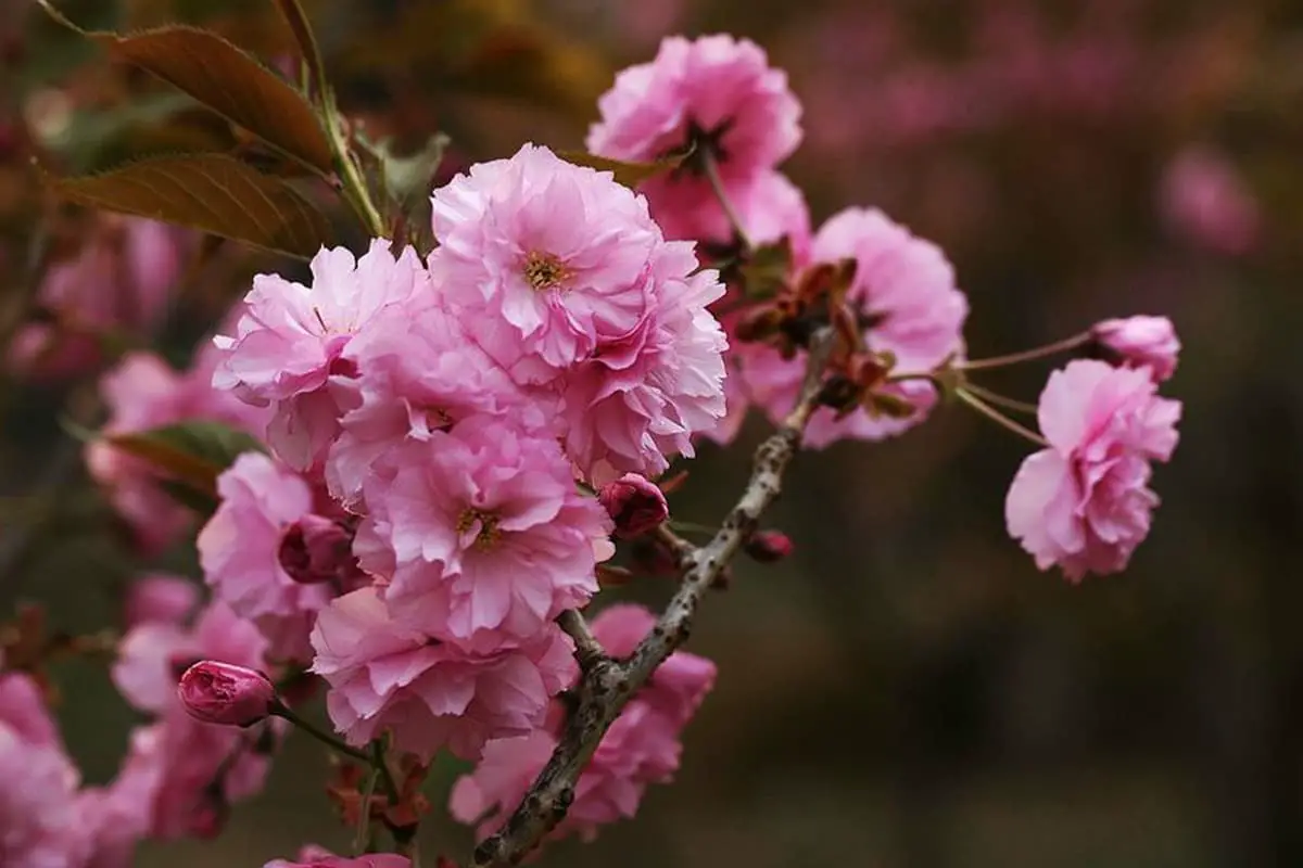 Prunus lannesiana