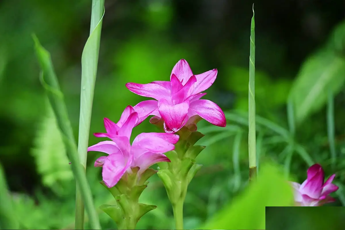 Curcuma phaeocaulis