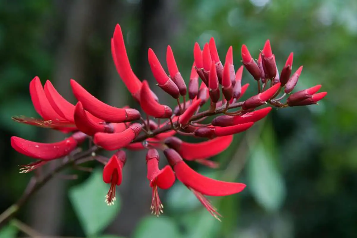 Erythrina variegata