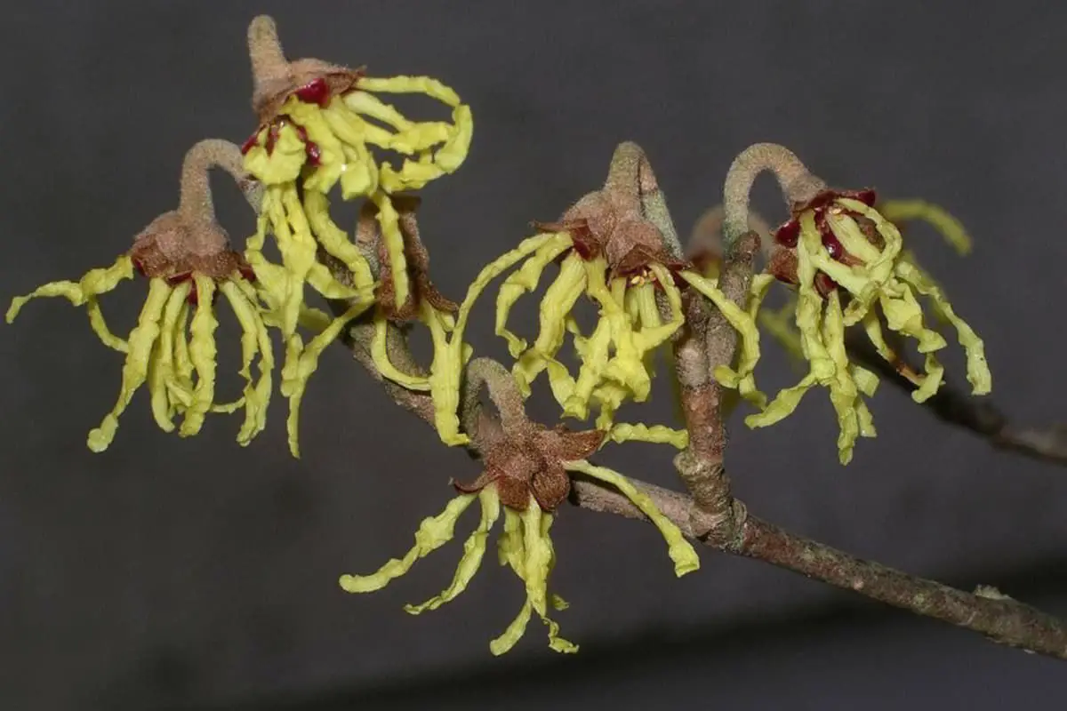 Hamamelis mollis