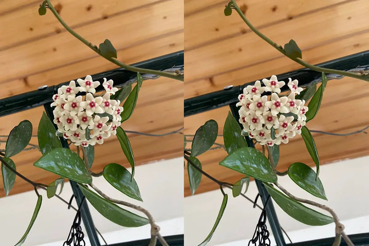 Hoya carnosa
