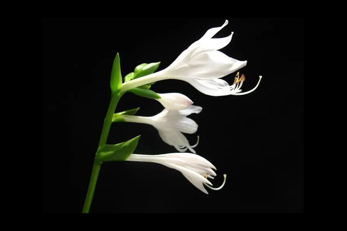 Hosta plantaginea