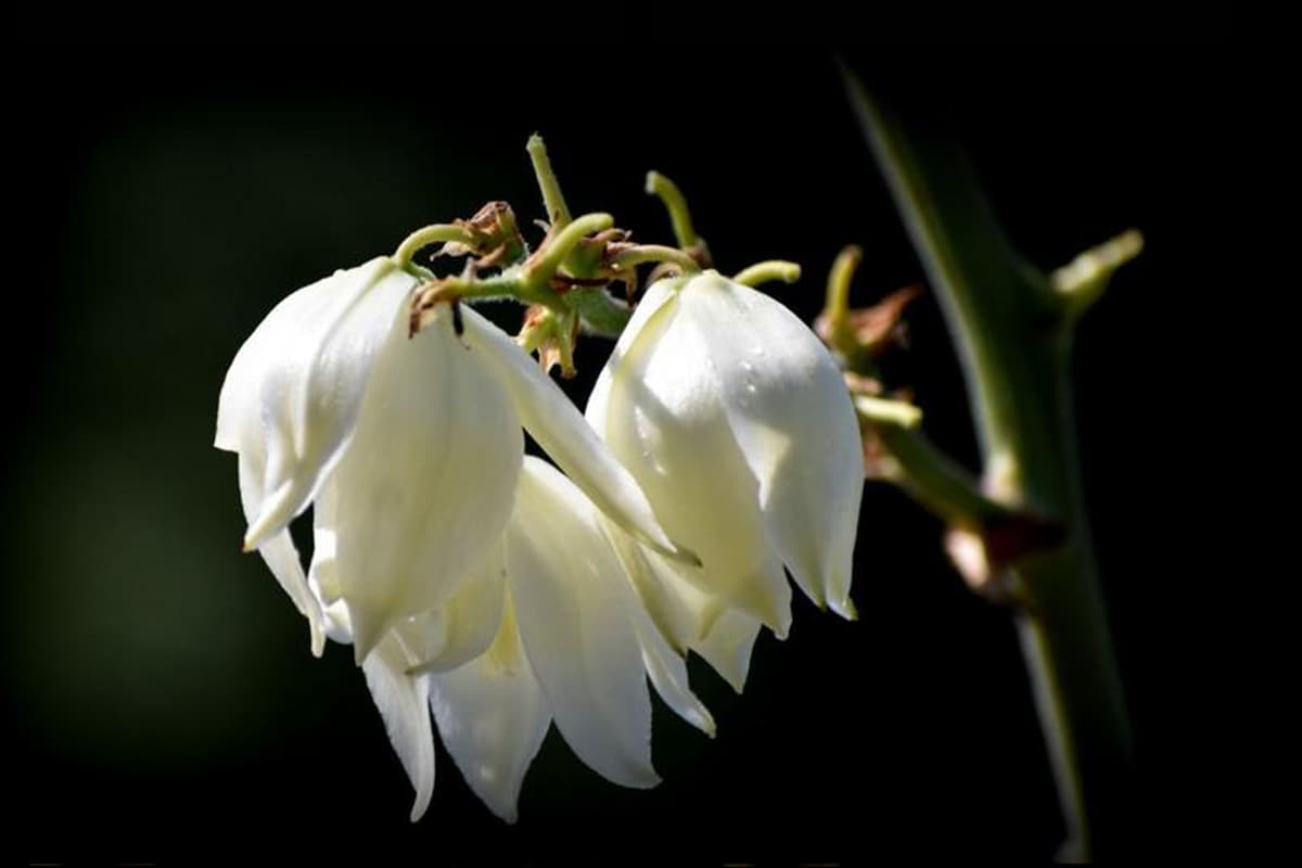 Yucca gloriosa