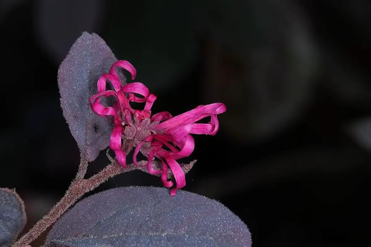 Loropetalum chinense