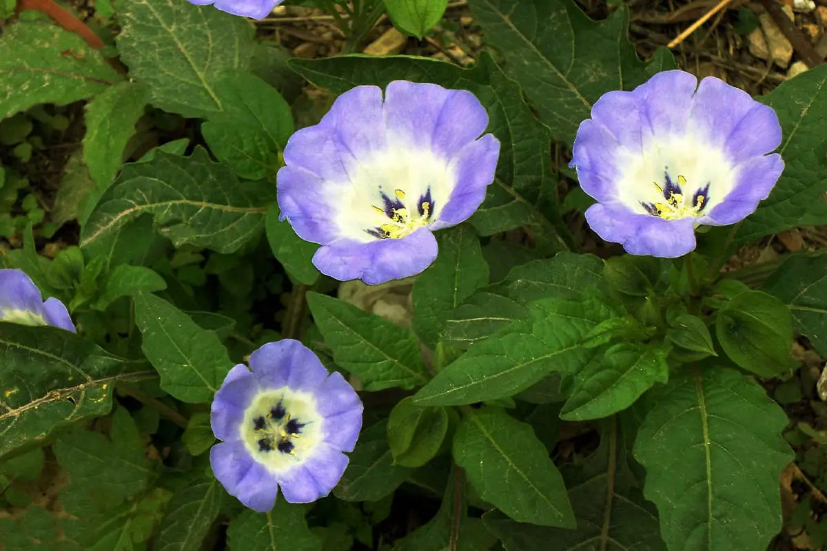 Nicandra Physalodes