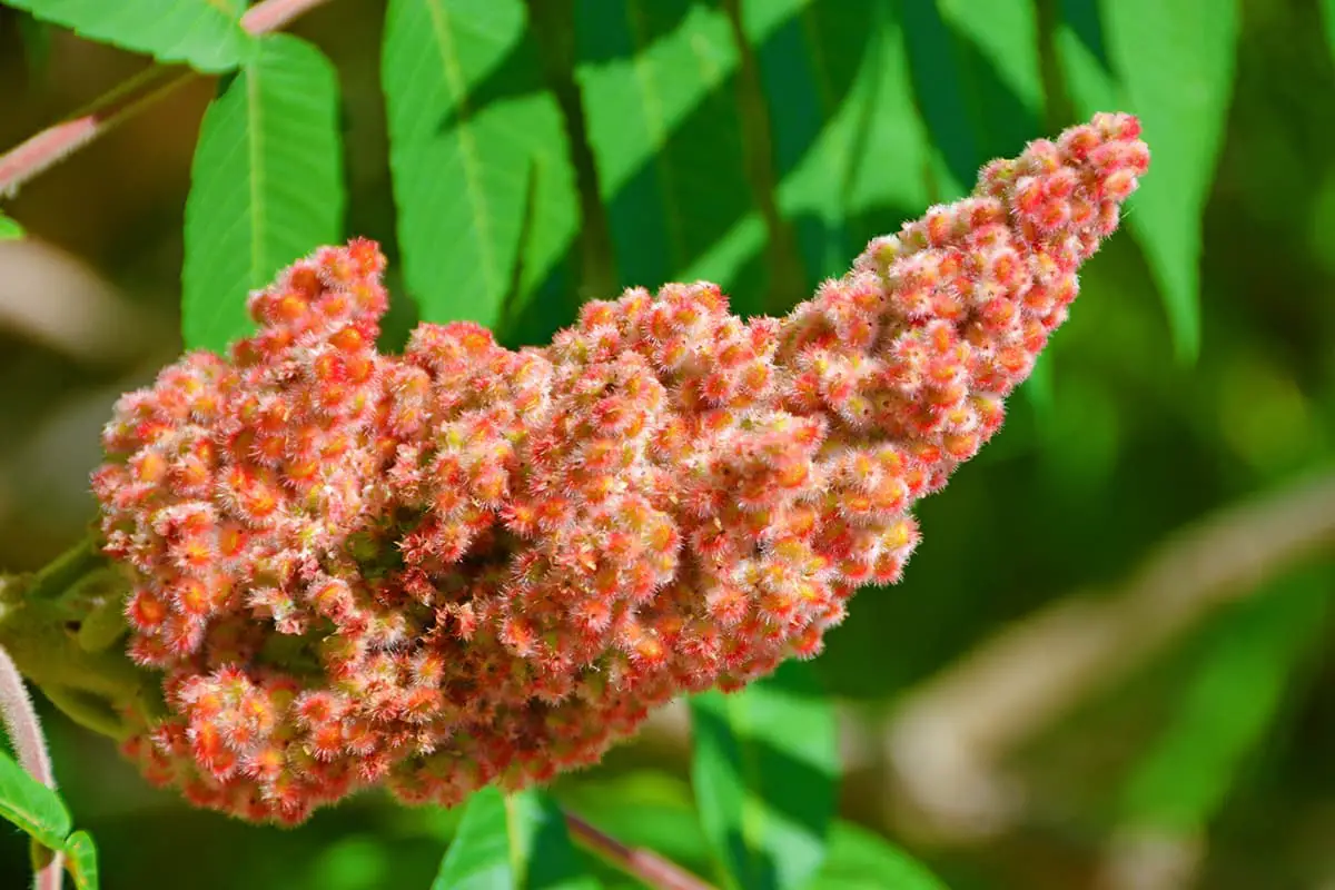 Rhus Typhina