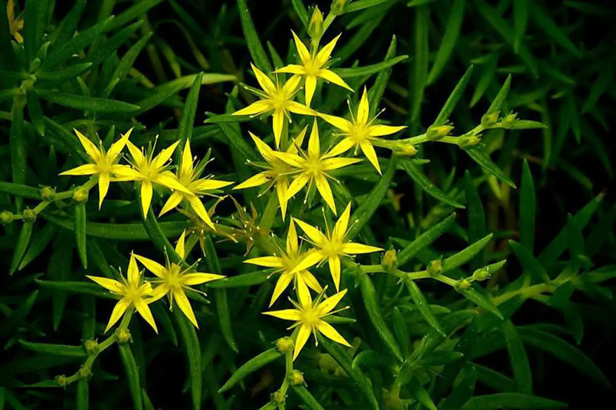 Sedum lineare