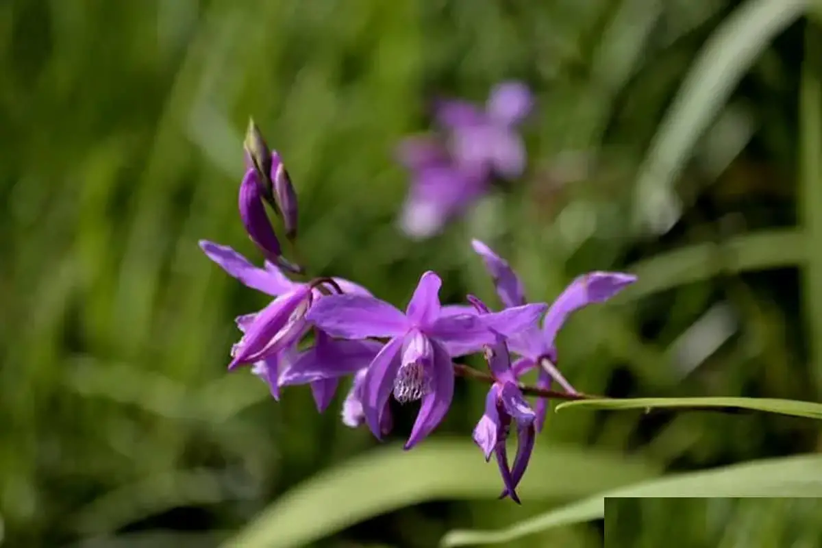 Bletilla striata
