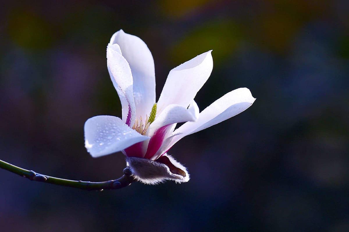 Magnolia Liliflora 