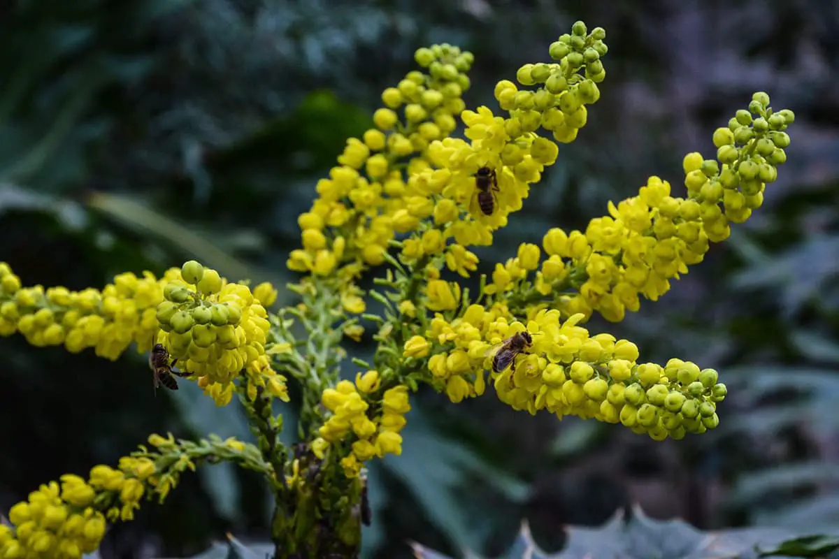 Mahonia Japonica