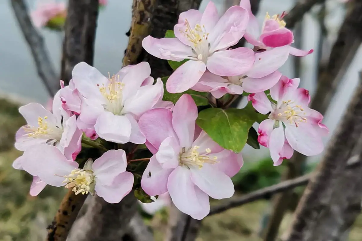 Malus Micromalus Makino