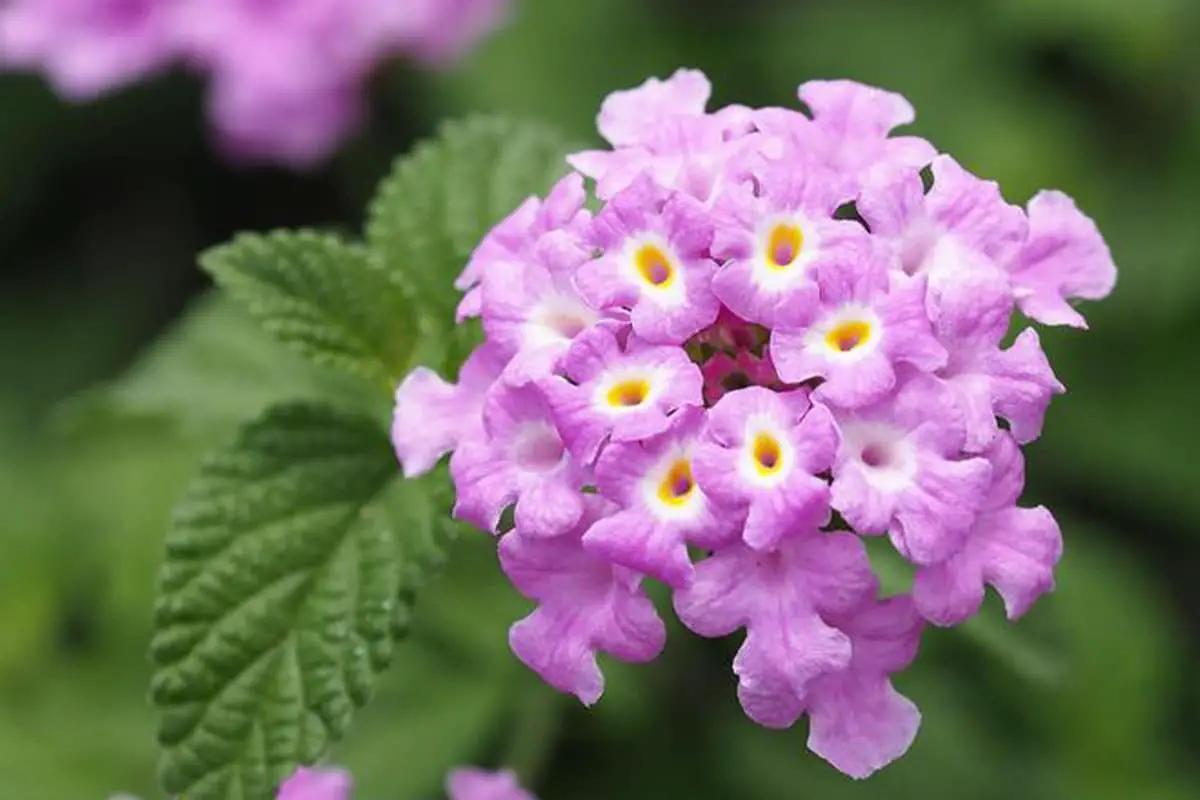 Lantana camara