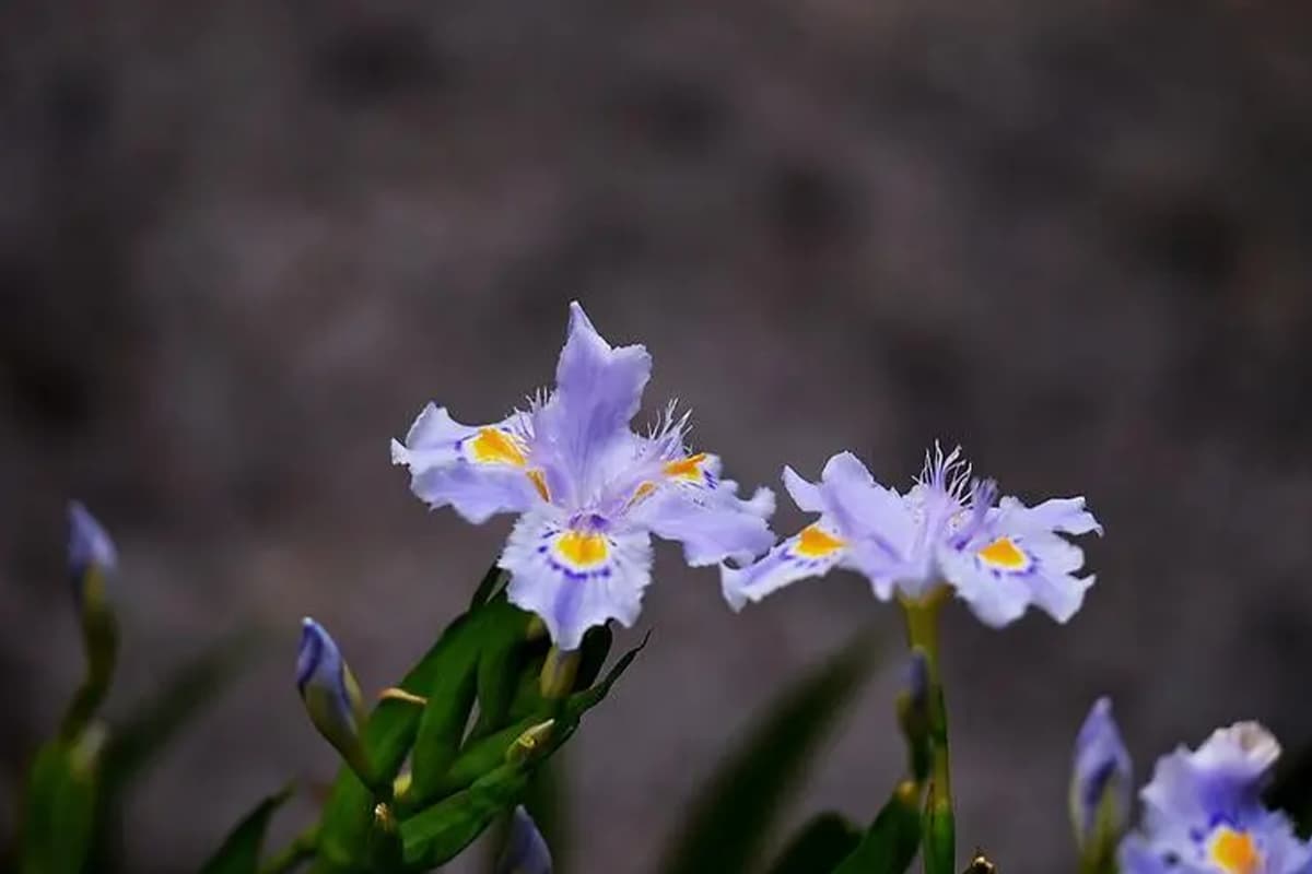Iris japonica