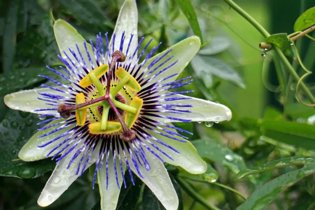 Passiflora caerulea