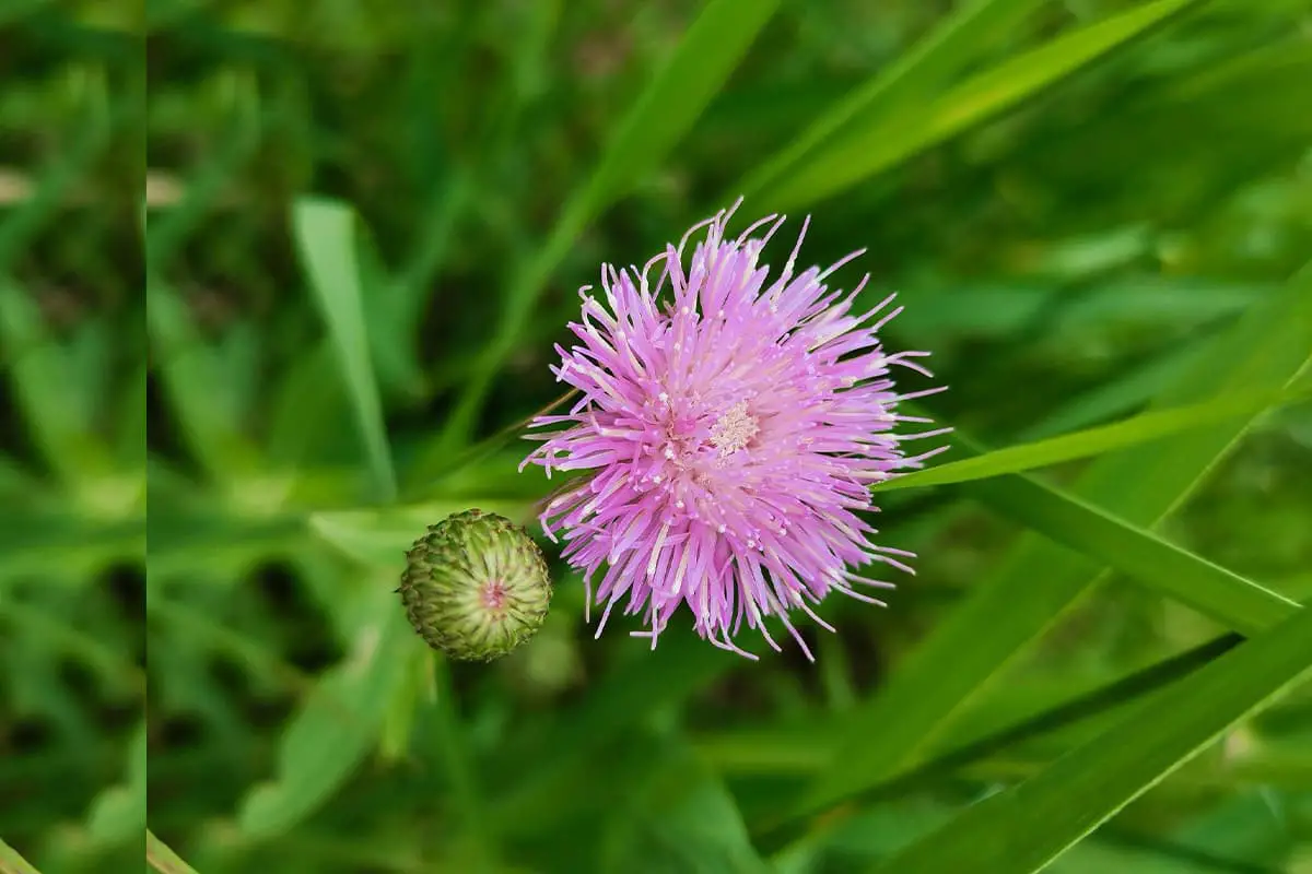 Cirsium arvense