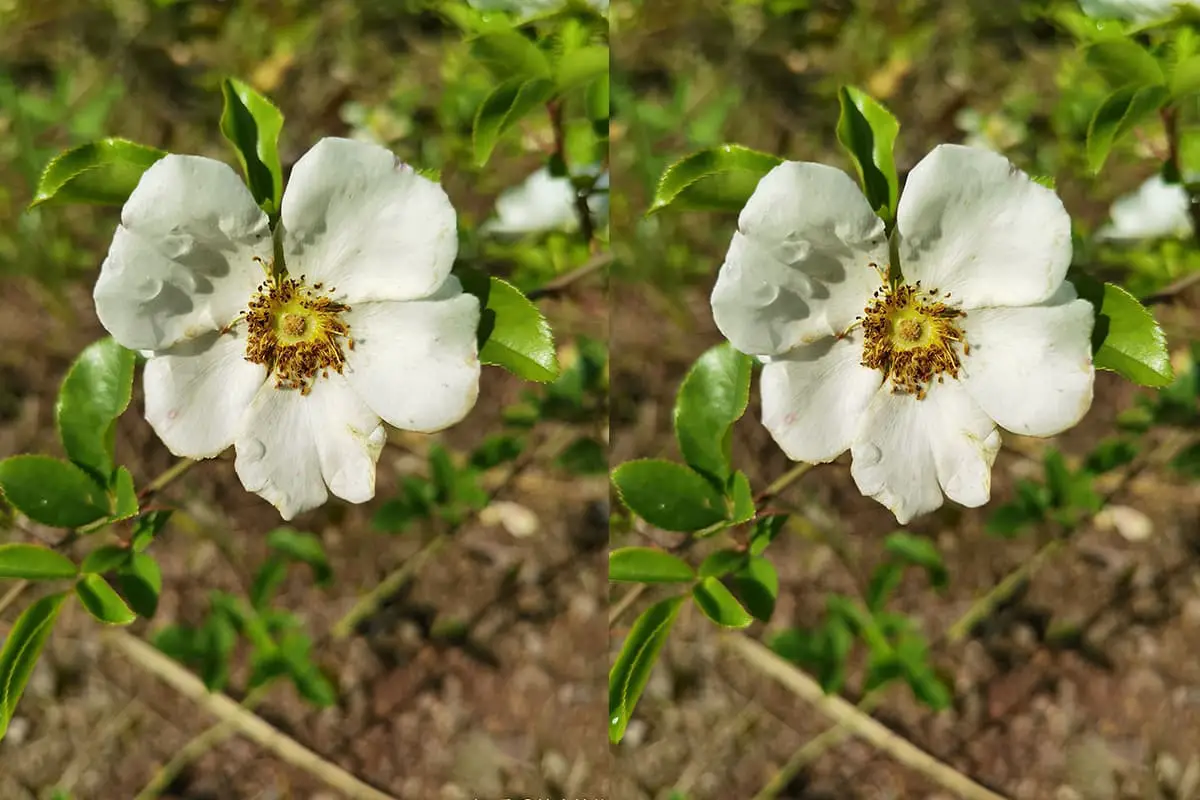 Rosa laevigata