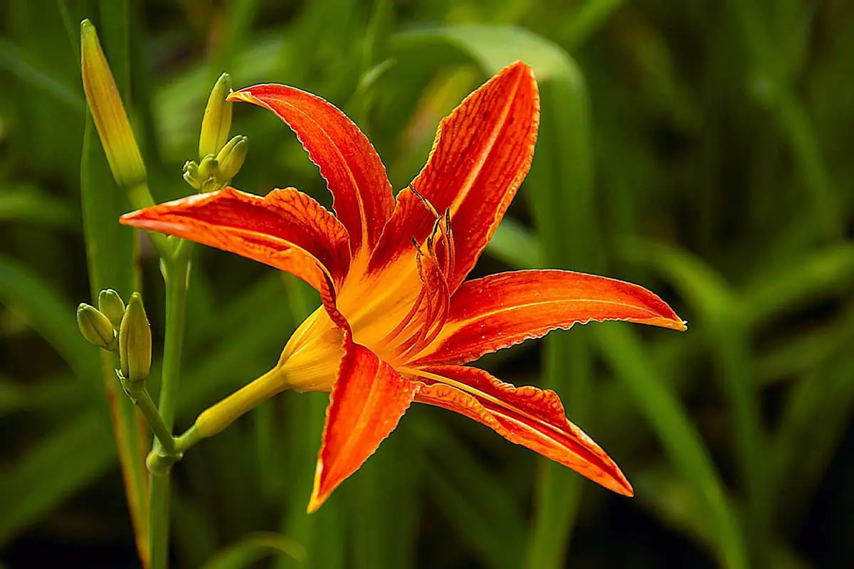 Hemerocallis fulva