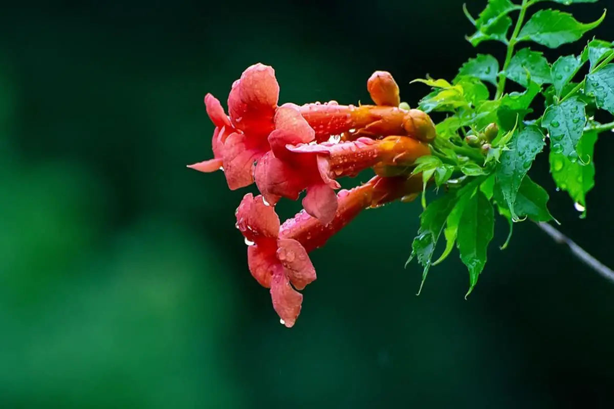 Campsis grandiflora