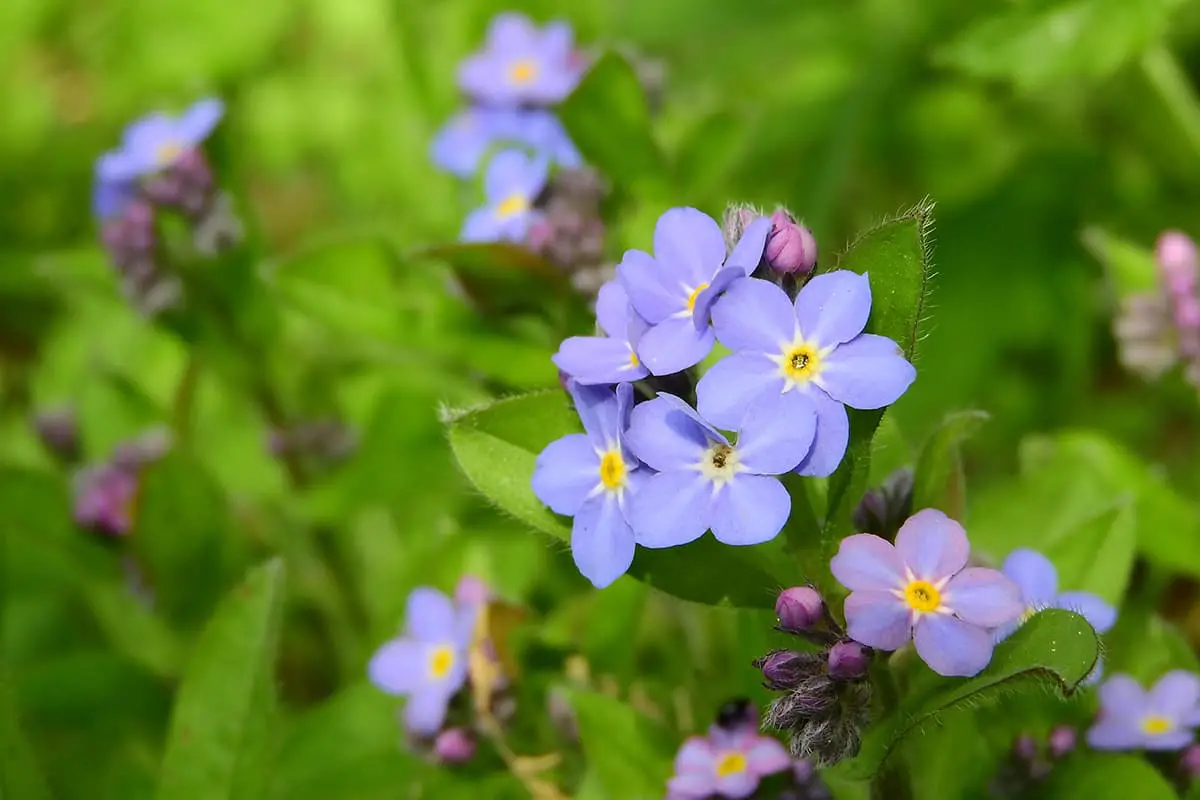 Myosotis Alpestris