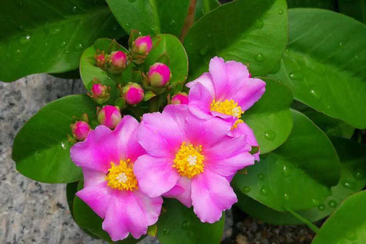Portulaca grandiflora