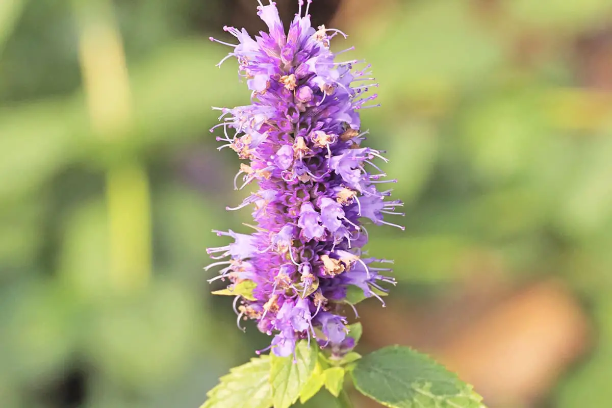 Agastache rugosa