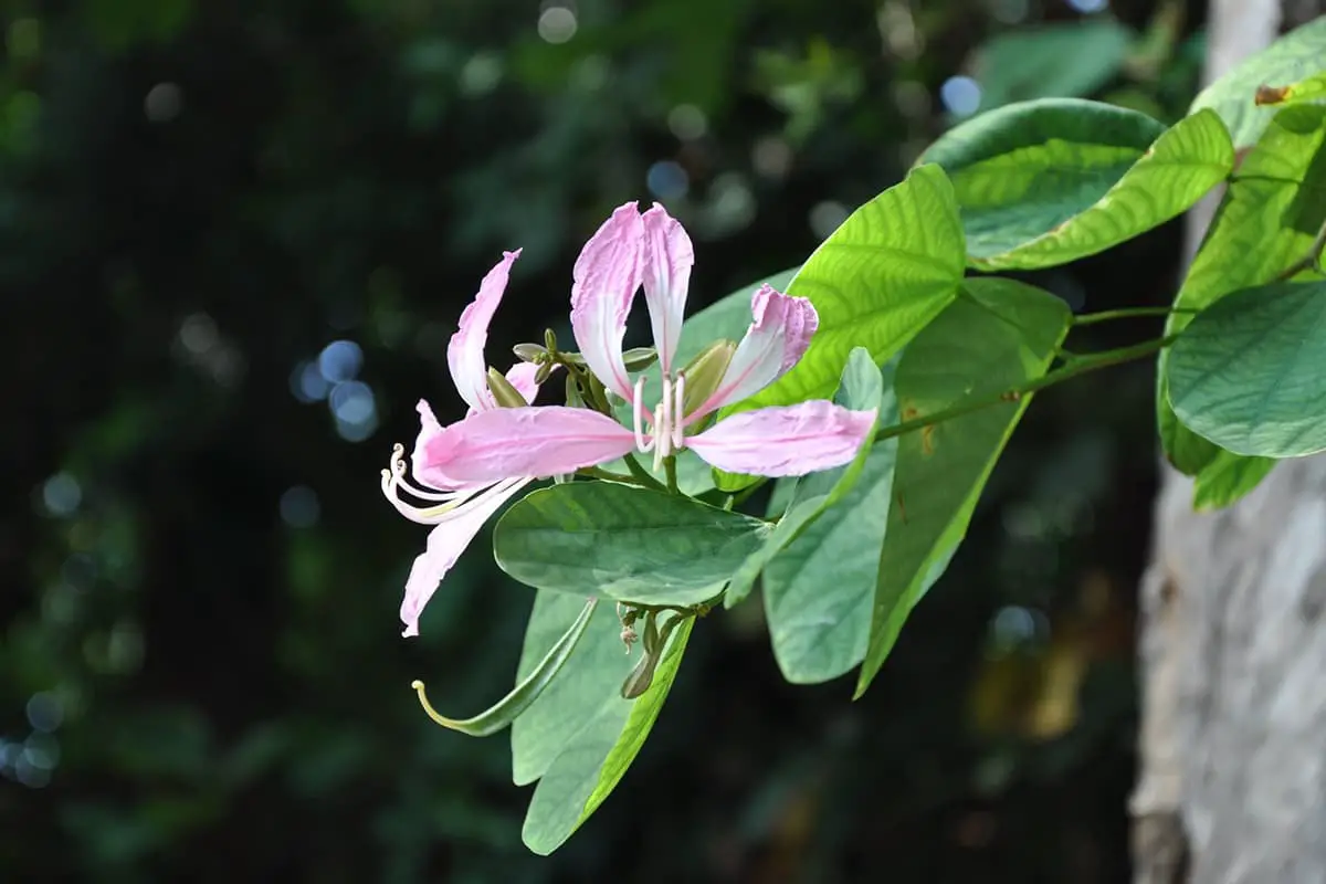 Bauhinia Purpurea