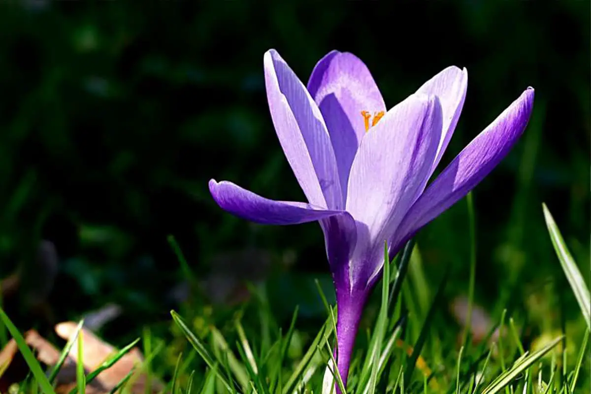 Crocus sativus