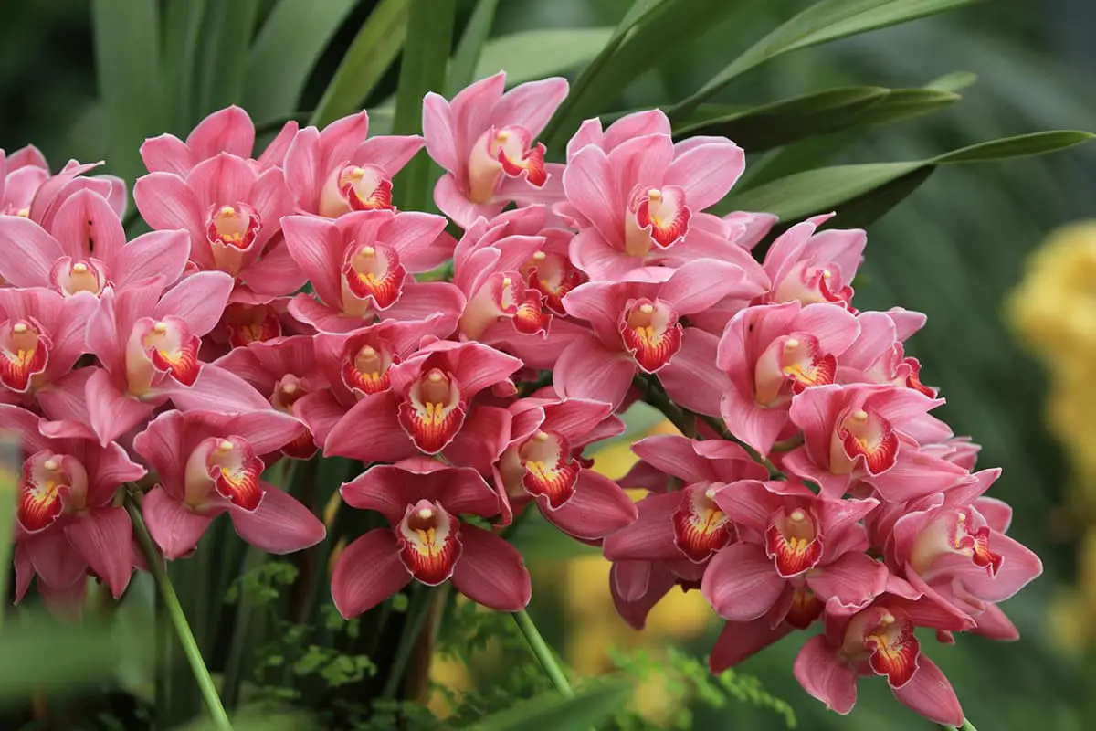 Cymbidium hybridum