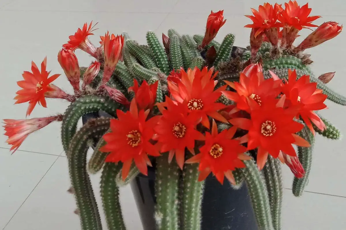 Schlumbergera bruggenii